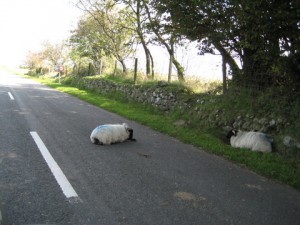 img_0984 Road kill?