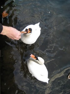 img_0853 Feeding the locals