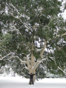 Euycalyptus in snow