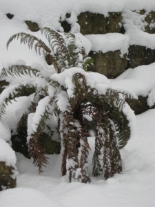 Straining under the snow