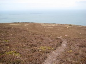 The moors