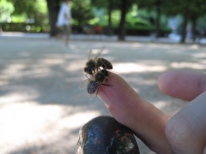 Feeding the bees in the park Feeding the bees in the park