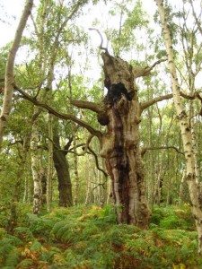 Sherwood Forest Sherwood Forest