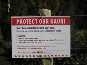 Be kind to our Kauri