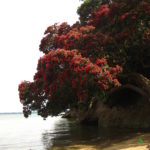 Pohutakawa trees - NZ Christmas Tree